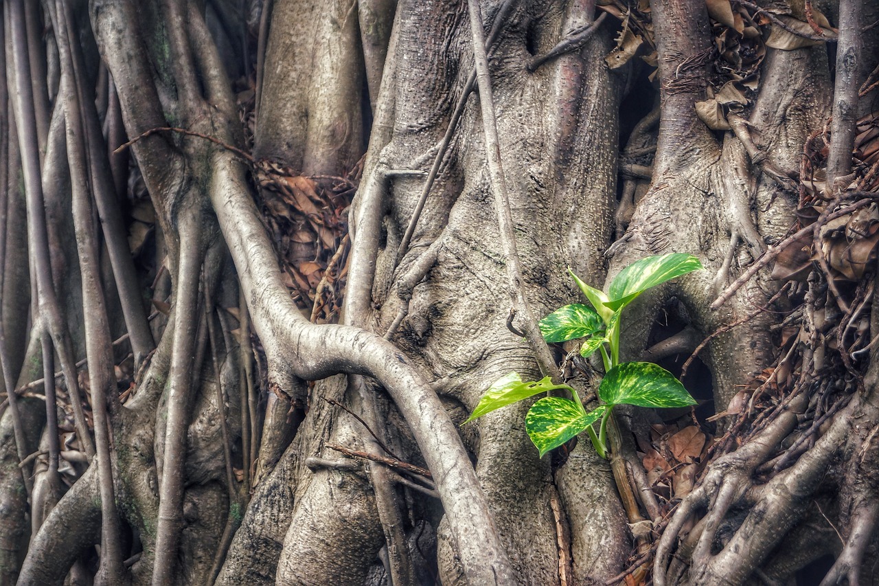 epipremnum aureum 2795932 1280