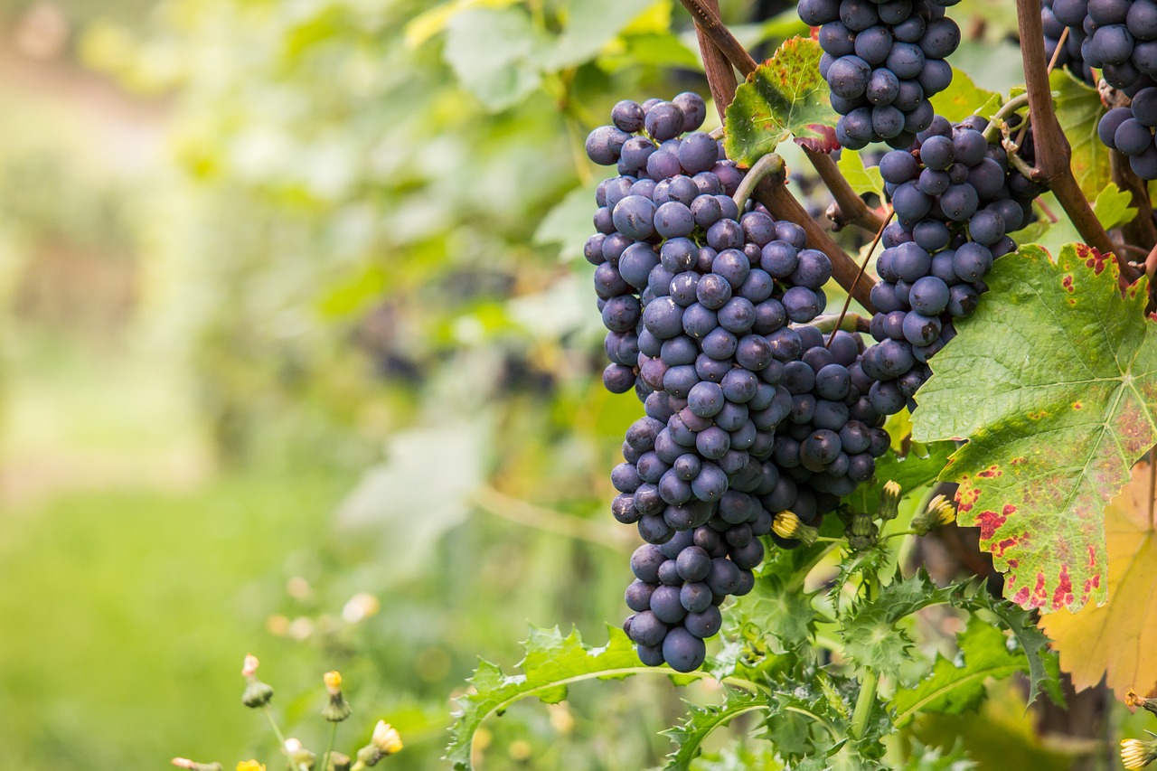 wine 980218 1280