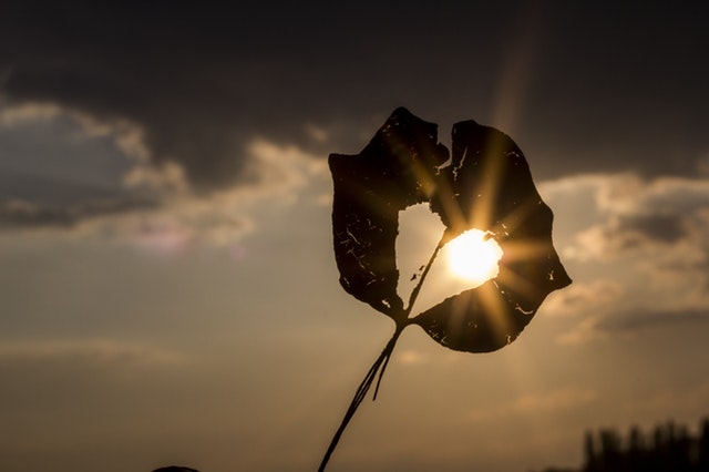 sun heart autumn leaf 39379