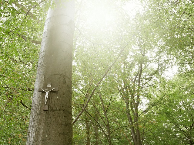 forest 4169229 640