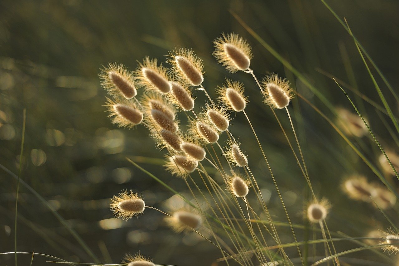 grasses 1939673 1280