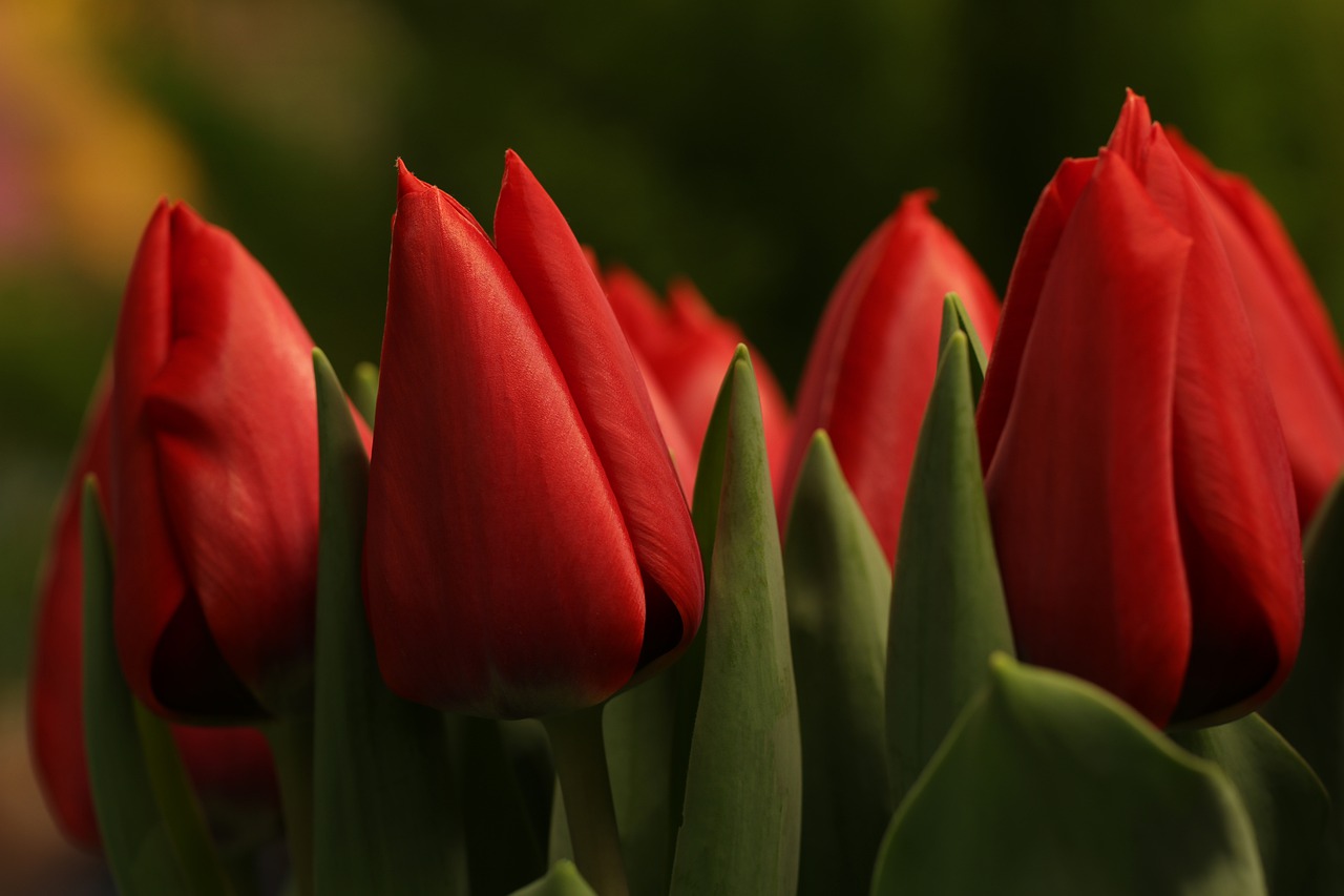 red tulips 7850506 1280
